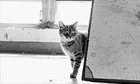 Gato FADU