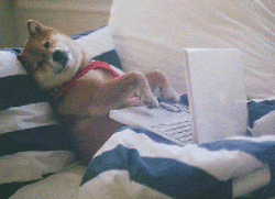 Perrito programador