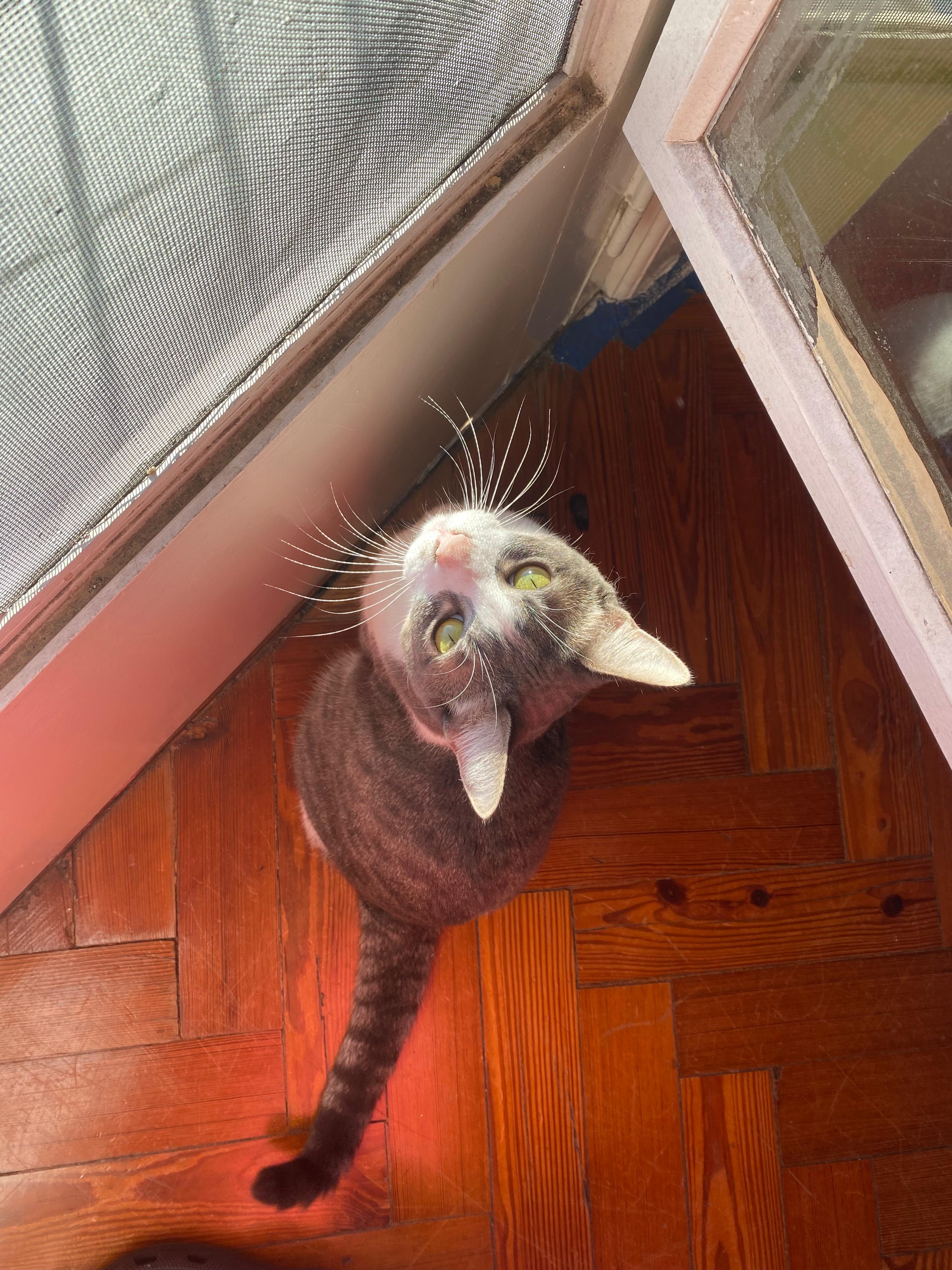Gato